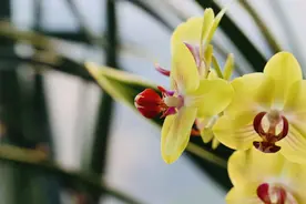 古诗词里的微历史①元稹《行宫》图片