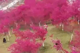 云南宜良：千亩樱花盛放 花海绚丽如画图片