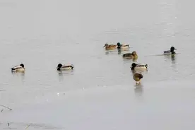 生态环境好了济南沉砂池变“野鸭的天堂图片