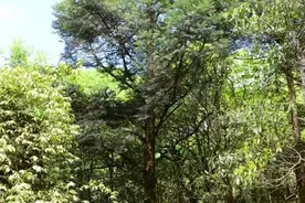 广西珍稀濒危物种特有值全国第一！“美人鱼”有望再现图片