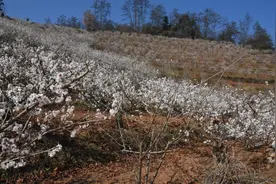 云南武定：万亩樱桃花开 宛如人间仙境图片