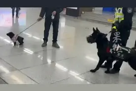 当小狗狗遇到了警犬后，这表现的太真实了！图片