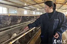 小小野鸡蛋，致富大门路图片