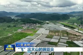 “飞”出大山的豌豆尖图片