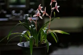 故宫花信｜兰花：岂是春风能酿得，曾经霜雪十分寒图片