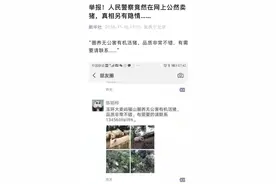 5年前，在网上公然卖猪的警察，又和猪杠上了图片