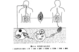 这种东西竟不能生吃？很多广东人从小吃到大图片
