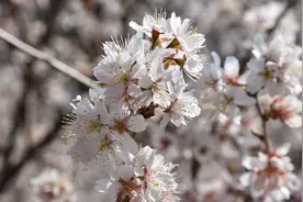 武定：万亩樱桃花开~图片
