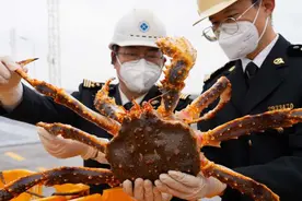 74.3吨活蓝帝王蟹来了！这是杭州海关辖区口岸首次进口图片