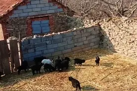 一群小羊的闲适生活图片