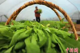 安徽肥西：春来农事忙图片