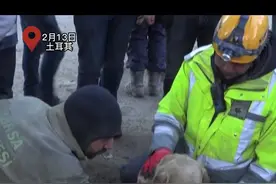 土耳其地震后一周 “狗坚强”废墟中奇迹生还图片