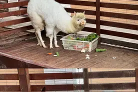 “迷人”小鱼、“神兽”羊驼……长沙学校里建了个治愈系“动物园”图片