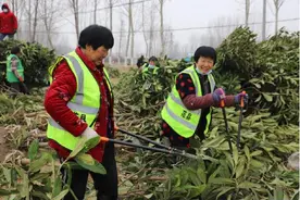 范县：植树造林蹚出“生态致富路”图片