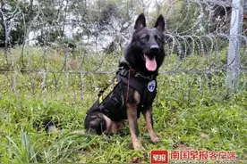 广西“追风”，获评全国首批“功勋犬”！图片