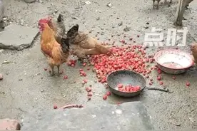 女子每天扔近百斤草莓喂鸡鸭，当事人：种了10多亩，卖不掉不心疼图片