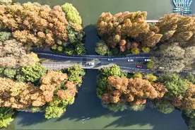 百年前就有了它，你可能不知道的杭州“法国梧桐”往事图片