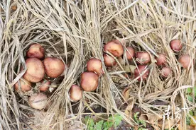 小小红松茸、易种又高产！惠州农科所孕育“三闲四高”林下经济新产业图片