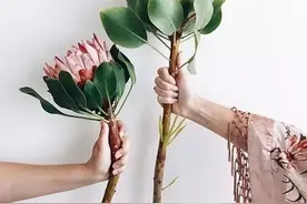 延长花期的几个小妙招，赶快收藏吧！图片