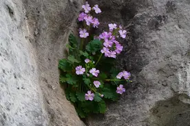 报春花，绽放悬崖的春之精灵图片