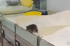 知名超市被曝老鼠在大米上乱窜，最新进展图片