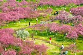 浙江宁波：春暖梅花开图片