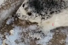 海边发现国家一级保护动物，斑海豹宝宝上岸脱毛图片