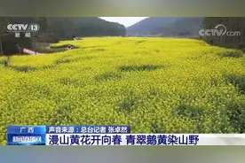 油菜花朝气蓬勃惹人爱 雨水前后报春来图片