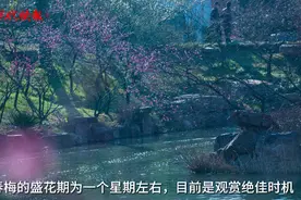 春来了！扬州春梅进入盛花期图片