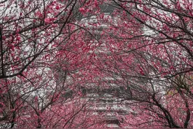 梅花、桃花、樱花、郁金香、绣球……一整个春天的美好都在这里图片