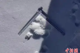 东北豹山中猎食被发现 吉林天桥岭发布预警信息图片