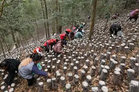 贵州剑河：“春木耳”迎“头采”图片