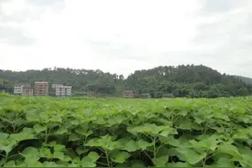 特优质高产多抗，创新育种方式成就优质苎麻品种“川苎12”图片