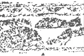 雨水·獭祭鱼 草木萌动间看春天来临｜万物有时·物候志图片
