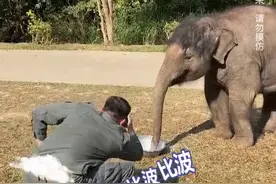 调皮饲养员和小象的快乐日常图片