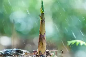 广东人就喜欢“笋嘢”！图片