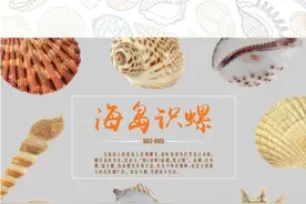 海南周刊 | 速览海岛识螺图片