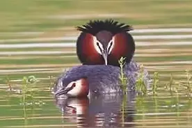 “热恋”形影不离，“婚姻”忠贞 洞庭湖里的“恋爱高手”：凤头鸊鷉图片