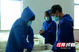 临武：首批临武鸭苗入住养殖场图片