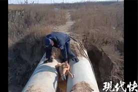 麋鹿卡在管道夹缝，下面就是河图片