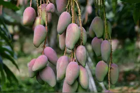 果然有种 | 海南春早 芒果飘香②：先后出口13个国家地区 海南芒果有怎样的“成长史”？图片