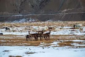 甘肃天祝：狍鹿、白牦牛和谐相处图片
