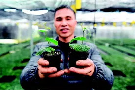 永福县龙山“亿元村”：罗汉果育苗备春耕图片