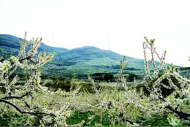 桂林恭城大岭山上的李花火了图片