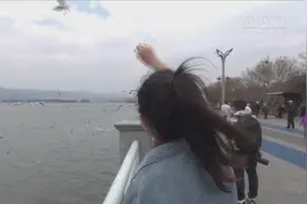 昆明：体验滇池观鸥季图片