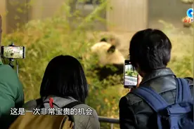 全球连线 | 送“香香”回中国，日本朋友忍不住哭了出来图片