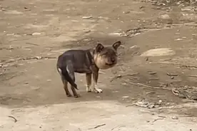 男子偶遇一条“蜜蜂小狗”，脸部肿成了表情包，拍摄者：再遇到会尝试解开它的项圈图片