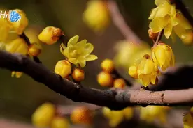 花红，草绿，春归了！图片