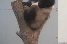 欢迎回家！旅日大熊猫香香乘坐顺丰专机回国图片