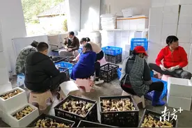 那霍镇红松茸特色产业成效显现，“小红伞”撑起村民致富伞图片